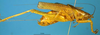 CollectionObject 1505293; 872ccf49-e64d-4c31-8acb-65d5d591fe34: male, lateral view (holotype). (CollectionObject).