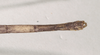 CollectionObject 1562058; NHMUK(SF IMPORT DUPLICATE) 844855, 8de43be0-8c6a-4933-a801-691b8416f954: copyright Natural History Museum, London. male: end of abdomen, dorsal view (holotype). (CollectionObject).