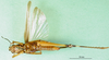 CollectionObject 1502339; 782511d6-e34c-4db2-8876-570d04c7841c: female, ventral view (paralectotype). (CollectionObject).