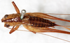 CollectionObject 1576647; 5b9fab67-7eb3-4651-9ba9-d6313347d55c: female, dorsal view. (CollectionObject).
