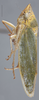 Habitus, lateral view on Draeculacephala inscripta Van Duzee, 1915: Lateral. (Observation).
