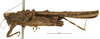 CollectionObject 1577322; 0d0ac916-6aa5-4768-8492-6a8ae88552f7: male, lateral view (syntype). (CollectionObject).
