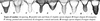 Aedeagus, ventral view.: Types of Caudae. (Observation).