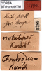 CollectionObject 1500342; e3839a25-b2f2-48ba-a45a-88c05d91ce80: labels (holotype). (CollectionObject).