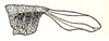 Bibracte sumbawana Ramme, 1941: Fig. 46. male pronotum (6 mm) and tegmen (8.8 mm). (Otu).