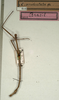 CollectionObject 1559379; NMW 307, 5bcbf320-07a8-4072-a0c5-968e84d6020b: copyright NMW, Vienna. male (holotype). (CollectionObject).