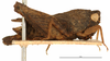 CollectionObject 1506798; ad3d7449-98ba-4600-a45d-2e507a282901: male, lateral view (holotype). (CollectionObject).
