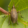 Live specimen: Scolops sulcipes. Boxford, Essex Co., Massachusetts, USA; August 4, 2021. (Observation).