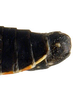 Pygofer, lateral view: Caudal abdomen, lateral view. U.S.A., Minnesota, 4 mi SEE of Glyndon, INHS. (Observation).