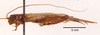 Bofana mirifica Otte & Perez-Gelabert, 2009: male, lateral view. (Otu).