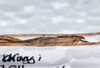 CollectionObject 1576186; 1e3de977-da3e-465a-8331-157557b09e8d: copyright SPM, Kinabalu. male: end of abdomen, lateral view (holotype). (CollectionObject).