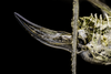CollectionObject 2735883; 10022bc4-593d-4a0c-ba2c-e226e4c1a65d: Female. Lateral view of ovipositor. La Serena, Chile. CG4f. (CollectionObject).