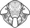 Nymph: (Observation).