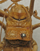 CollectionObject 1535219; 8c8f3048-fbcf-404e-82c3-325c08a127f0: male pronotum, dorsal view (syntype). (CollectionObject).