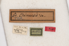 CollectionObject 1475028; c1b5666e-5796-468f-96e3-c976934aef77: male, labels (syntype). (CollectionObject).