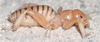 CollectionObject 2800383; ef0f46d5-b202-4d02-9738-120ac3537029, CAS Entomology type 20110: (CollectionObject).