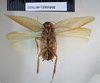 CollectionObject 1552791; NHMUK(SF IMPORT DUPLICATE) BMNH(E) 877072, c0cd3ca0-2d0b-408c-8a05-d50360f94b88: Copyright NHM, London. Holotype male, ventral view. (CollectionObject).