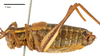 male, lateral view. Depicts CollectionObject 1575332; 4239b443-b64c-4ba1-ab06-f5eff9b48a27, a CollectionObject.