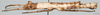 CollectionObject 1564373; 1692904d-af5f-474a-a417-7e8a08a997be: female (holotype), from original publication. (CollectionObject).