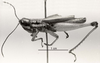 CollectionObject 1479100; ce850c82-dad8-48f5-870e-73cb26266ebc: Image C.S. Carbonell. male, lateral view (type of Tetrataenia brachyptera). (CollectionObject).