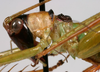CollectionObject 1533243; e1951ace-829b-45be-a619-4d2554000369: male pronotum, lateral view (holotype). (CollectionObject).