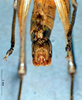 CollectionObject 1534680; e8d91d92-e722-4b8a-99b3-e652102463aa: male subgenital plate (holotype). (CollectionObject).