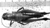 CollectionObject 1543680; 3815915a-9c82-4c56-8208-bab8d1b64765: Image Carbonell, C.S. female, dorsal view (lectoallotype). (CollectionObject).
