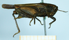 CollectionObject 1597059; e2072c4d-6508-4e63-9e8a-793887486d47: female (no type), lateral view. (CollectionObject).