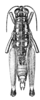 Eusitalces vittatus Bruner, 1911: Pl. 14. Fig. 8 (type of Sitaces apolinari). female, dorsal view. (Otu).