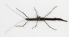 CollectionObject 1561275; NMW 213, 6e8ae930-ea1a-495f-b96e-d59685dcaf13: copyright NMW, Vienna. female, dorsal view (holotype). (CollectionObject).