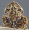 Head: !! display not done !! on Aphrodes bicincta (Schrank, 1776): Head. Specimen from the USA. (Observation).
