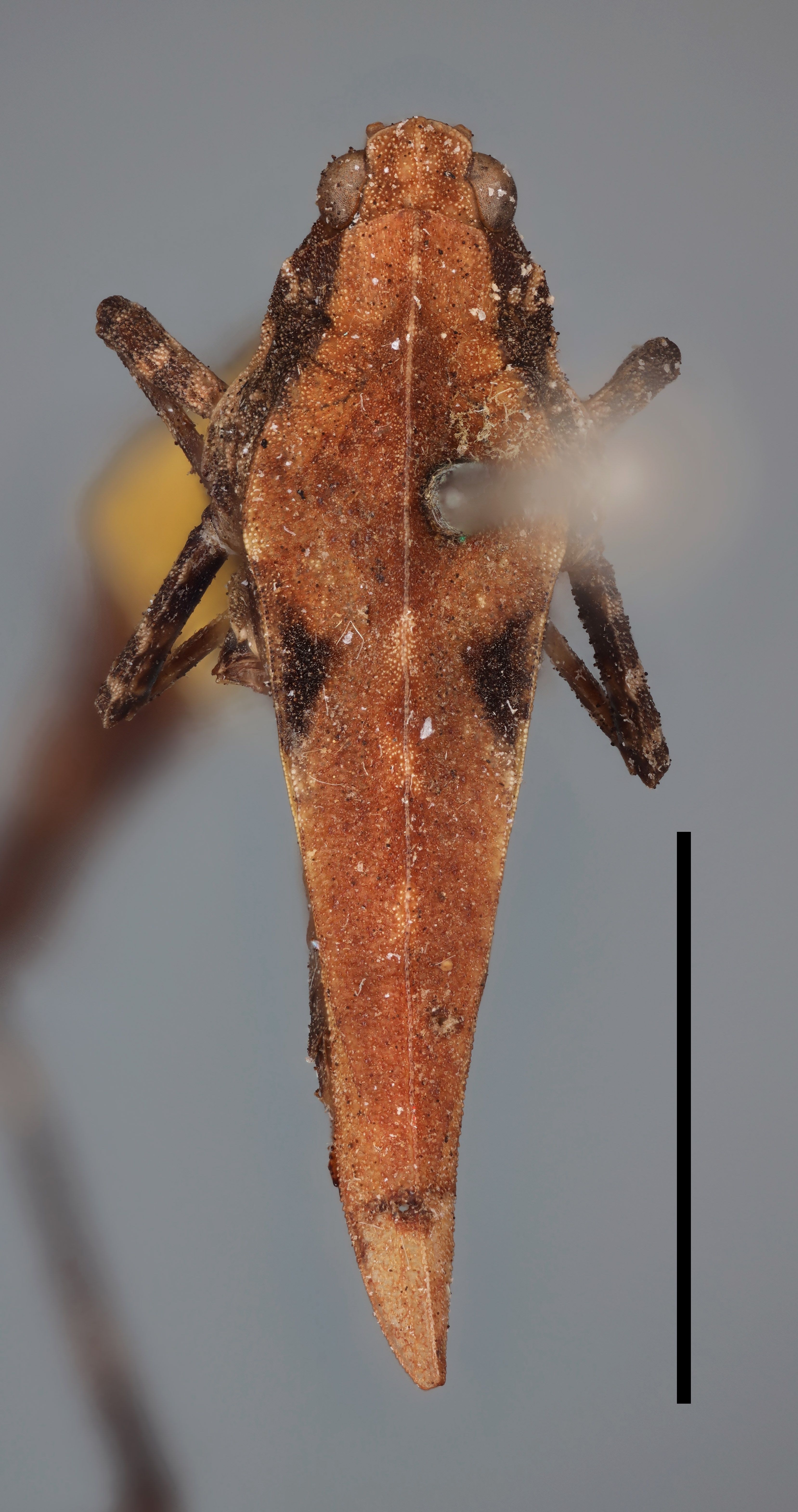 male (dorsal view), syntype (scale bar 5 mm). Depicts CollectionObject 1596023; 09620445-73aa-4113-9816-9ede1fdbe31d, MZLU178061, a CollectionObject.