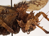 CollectionObject 1534641; bd7bdfaa-b834-422c-b01c-3a0af2992374: female pronotum, lateral view (holotype). (CollectionObject).