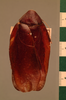 Morphna dotata (Walker, 1869): Copyright UMO, Oxford. Type, dorsal view. (Otu).