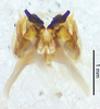 CollectionObject 1523721; ad1bcb63-524d-4858-89c5-ff139da82df0: male genitalia, ventral view (holotype). (CollectionObject).