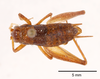 CollectionObject 1523704; 6421faa9-6fd3-46c3-a081-aed7a65a9355, ANSPType no. 5433: male, dorsal view (holotype). (CollectionObject).