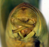 CollectionObject 1501749; a8bc3dbc-cbc7-463e-ad73-23d7cdfc74ec: male cerci (syntype). (CollectionObject).