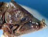 CollectionObject 1516817; bbe70e71-21d1-4679-8906-75ee74af3f70: female head and pronotum, lateral view (holotype). (CollectionObject).