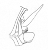 Ceuthophilus (Geotettix) guttulosus guttulosus Walker, 1869: Fig. 559. Terminal abdominal structures, lateral aspect (male). (Otu).