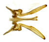 Connective on Chilenana chilena DeLong & Freytag, 1967: Male [DZRJ]: connective and styles, dorsal view. (Observation).