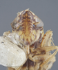 Head: !! display not done !! on Crumbana arundinea (Crumb, 1915): Head/Face. Male. (Observation).