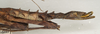 CollectionObject 1557789; 3dbae34f-799a-4b2d-93e0-5e62a0c77327: copyright St. Petersburg. female: end of abdomen, lateral view (syntype). (CollectionObject).
