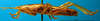 CollectionObject 1502471; 1ab92d72-77da-4090-a23b-9706d1e8e275: male nymph, lateral view (syntype). (CollectionObject).