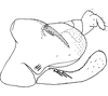 Pygofer, lateral view: Pygofer (E. maculata Gillette, lateral view. (Observation).