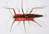 CollectionObject 1560995; 1ec2d0c5-16ae-4cc4-897a-e4e1b00ff803: copyright ZMHB, Berlin. female, dorsal view of synonym Pericentrus moewisi (holotype). (CollectionObject).