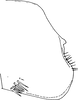 Pygofer, lateral view on Edwardsiana ishidai (Matsumura, 1932): Pygofer, lateral view. (Observation).