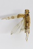 CollectionObject 1593050; 17a69624-716a-4735-8c6e-dc7fb2ea21cd: male, dorsal view (paratype). (CollectionObject).