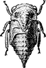 Nymph: !! display not done !! on Carynota stupida (Walker, 1851): (Observation).