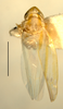 Habitus, dorsal view on Erythridula volucris (Beamer, 1930): Habitus (holotype of E. lauriphylla Hepner, INHS collection). (Observation).