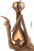 CollectionObject 1581854; 43eed837-b4c5-4512-a4ec-63f693b7ec20: male, frontal view (holotype). (CollectionObject).